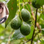 In 2007, Sandra Bullock paid .725 million for 91 acres near San Diego; she renovated the adobe ranch and built an organic farm with about 1,200 avocado trees before selling the property for .6 million