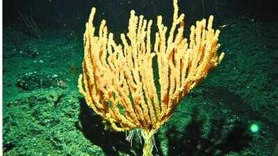 Scientists discover hidden bamboo coral forest in the South China Sea nearly 1,400 metres below the surface |