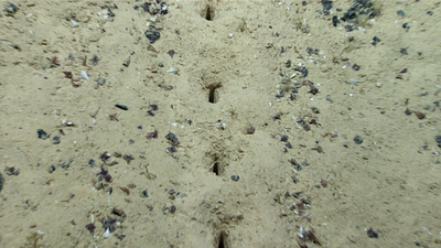 Scientists found mysterious lines of holes on the Pacific seafloor; even sediment samples failed to reveal what made them |
