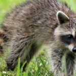 Scientists gave raccoons a nine-way puzzle with one marshmallow; they kept solving it even after the food was gone |