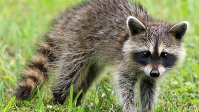 Scientists gave raccoons a nine-way puzzle with one marshmallow; they kept solving it even after the food was gone |