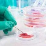 Scientists turn blood-cell precursors from an 80-year-old donor into neural stem cells with epigenetic age below 20; 100-day process reveals cellular rejuvenation could aid aging and Alzheimer’s research