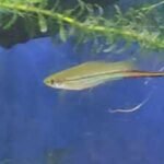 Scientists let swordtail fish choose their mates for nine generations; males kept picking larger females while female preferences varied |