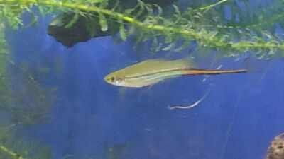 Scientists let swordtail fish choose their mates for nine generations; males kept picking larger females while female preferences varied |