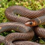 Scientists spot rare tiny snakes in Malaysia that do not just slither but do cartwheels; they roll at 12 feet per second when they sense danger