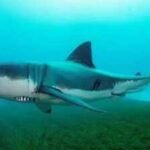 65-year old swimmer killed in shark attack off South African coast; 2 beaches shut
