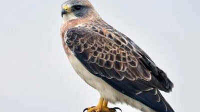 In 2023, restoration began on 150 acres of California floodplain with more than 30,000 native plants; three years later, Swainson’s hawks have nested in Shasta County for the first confirmed time in about 30 years