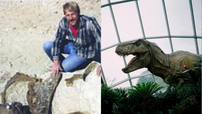 In 1987, an amateur fossil hunter found a T. rex in South Dakota; the .8 million skeleton now stands in Abu Dhabi