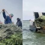 In 2024, Texas biologists turned more than 160 donated Christmas trees into an underwater reef at Granger Lake, where fish can use them as habitat within 15 minutes