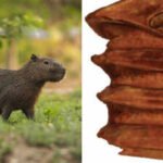 Scientists found a 9-million-year-old capybara relative’s tooth in Chile’s Atacama Desert, one of Earth’s driest places; the water-loving animal adds evidence that the region once supported wetlands and a much wetter climate