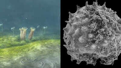A new Oxford-led study suggests animal life may have begun 700 to 800 million years ago, up to 200 million years earlier than the clearest fossil record and possibly before Snowball Earth