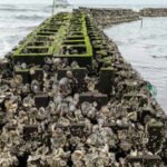 In 2015, New Jersey began installing 40 oyster reefs along about 800 metres of Gandy’s Beach; the structures later supported more than 800 live oysters per square metre and cut storm-wave height by up to 51%