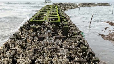 In 2015, New Jersey began installing 40 oyster reefs along about 800 metres of Gandy’s Beach; the structures later supported more than 800 live oysters per square metre and cut storm-wave height by up to 51%