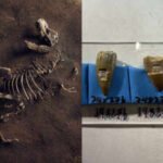 Fossil teeth from ancient North American coastlines suggest some dinosaurs supplemented land diets with seaweed and other marine food, revealing a coastal feeding link that existed more than 100 million years ago