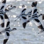 London sent more than 3 million tonnes of excavated railway soil to an Essex island to help rebuild coastal wetlands; a decade after seawalls were breached, the reserve reported a record 39,000 wintering birds
