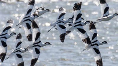 London sent more than 3 million tonnes of excavated railway soil to an Essex island to help rebuild coastal wetlands; a decade after seawalls were breached, the reserve reported a record 39,000 wintering birds