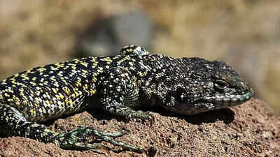 Scientists found a new lizard species above 15,750 feet in Peru’s Andes; the 6-to-8cm animal uses white scales and patterned markings to blend into one of South America’s harshest high-altitude landscapes