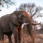 This African park was once called a “silent graveyard” after war wiped out its wildlife; 37 rhinos have returned and produced seven calves |