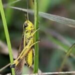 Thousands of rare grasshoppers released in Norfolk after 86 years; conservation project achieves first wild hatching since 1939 |