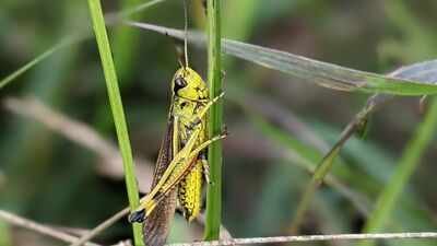 Thousands of rare grasshoppers released in Norfolk after 86 years; conservation project achieves first wild hatching since 1939 |