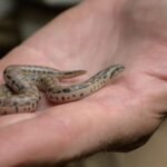 Three rare snake species bred at Prague Zoo for the first time; two groups of young descend from animals seized from smugglers﻿ | World News