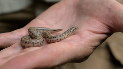 Three rare snake species bred at Prague Zoo for the first time; two groups of young descend from animals seized from smugglers﻿ | World News