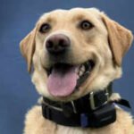 A three-year-old police Labrador whose arrival and training were funded by a ,000 donation found a missing 70-year-old hiker in Hawaii Volcanoes National Park; it was her second successful rescue in just two months