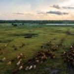 A Florida family kept a 498-acre cattle operation for generations as development spread around it; the ranch is now permanently protected through a .48 million conservation easement | World News