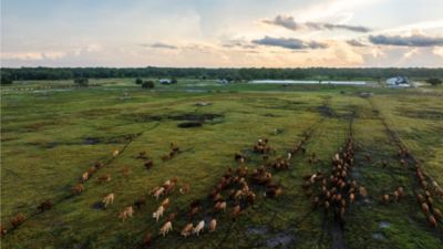 A Florida family kept a 498-acre cattle operation for generations as development spread around it; the ranch is now permanently protected through a $7.48 million conservation easement | World News