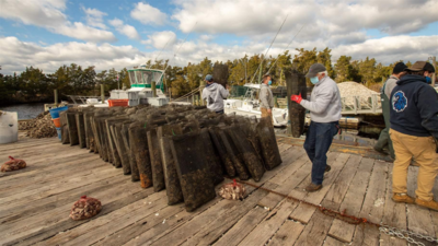 When restaurants closed in 2020, US oyster farmers were left with millions of unsold shellfish; six years later, a rescue programme has bought over 7 million oysters for 35 reef sites and helped protect more than 1,000 aquaculture and related jobs