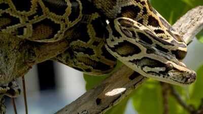US scientists are testing drones to find hidden Burmese pythons across the Everglades; airborne radio-tracking could make surveys faster and safer |