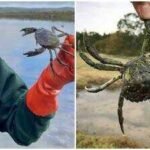 Washington captures record 2.16 million invasive green crabs in 2025-26; first detected in 2016, the species threatens marine life despite  million in funding, with no populations eradicated