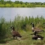 Queensland has acquired parts of three huge cattle properties covering almost 396,000 hectares; the deal protects 174 wetlands on one station and habitat for threatened birds across northern Australia