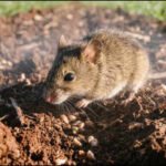 In 2021, Australian scientists sprayed wheat scent across farm plots to confuse hungry mice; the treatment reduced seed loss by up to 74% in a field experiment without poisoning the rodents