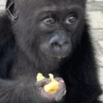 Wildlife traffickers may have killed her family to capture her; rescued baby gorilla Bili begins a second life in Congo