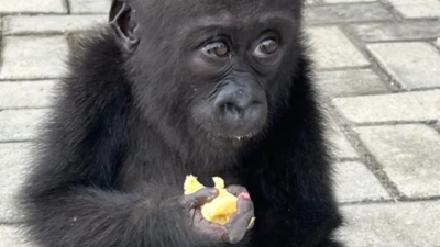 Wildlife traffickers may have killed her family to capture her; rescued baby gorilla Bili begins a second life in Congo