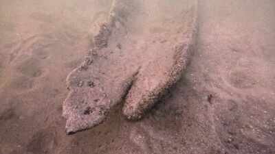 Wisconsin diver Mark Schachtner was searching Pewaukee Lake for old bottles when he spotted a 17-foot canoe 15 feet underwater; radiocarbon dating has now confirmed it is about 1,000 years old
