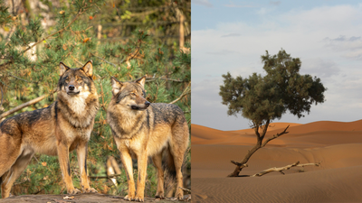 Wolves and foxes may be helping plants spread across the Sahara Desert; scientists found seeds from eight species in their droppings |