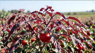 Cornell scientists engineered tomatoes that turn red-purple when nitrogen is low and are testing whether the colour change can help farmers use fertiliser more precisely |
